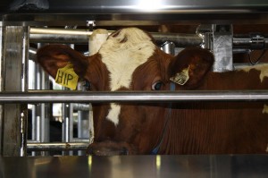 Mar 21/12 - Our very first cow in the Robotic Milking Station.