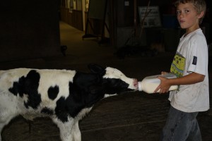 Feeding a 3 day old calf.