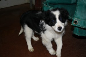 'Cheeky' as a 10 week old pup posing!