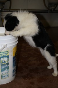Cheeky at 10 weeks old drinking milk!